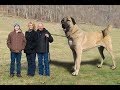 World Biggest Sheperd Dogs - Dünyanın En Büyük Çoban Köpekleri - Dev Anadolu Aslanları