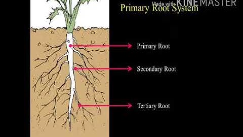 MLZS JHANSI CLASS 4 EVS Chapter 8 Roots Lecture 2