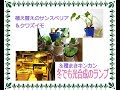 植え替え後のサンスベリア＆クワズイモの葉の向き＆種まきキンカンその後