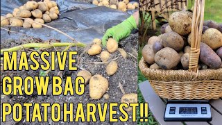 Unbelievable potato harvest from grow bags! Zone 7b/8a Upstate SC The Reselling Homestead