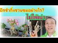 🌱#วิธีชำกิ่งชวนชมแบบง่ายๆเหง้าไม่เน่า|อดิศร Lifestyle Thailand