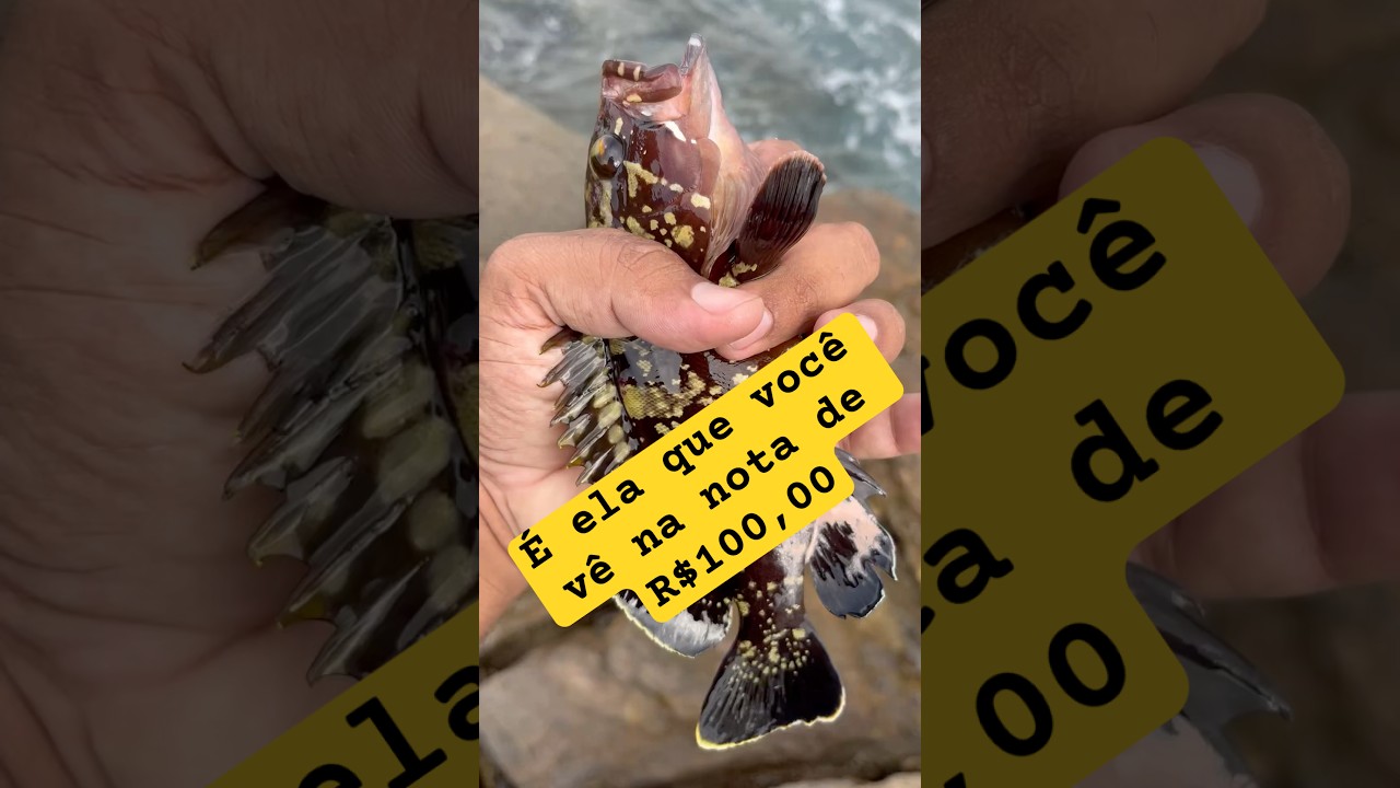 Garoupa! Um dos peixes mais nobres do mar! 