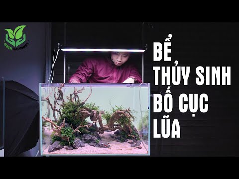 Video Làm bể thủy sinh KHÔNG phân nền sử dụng lũa Đỗ quyên... - youtube