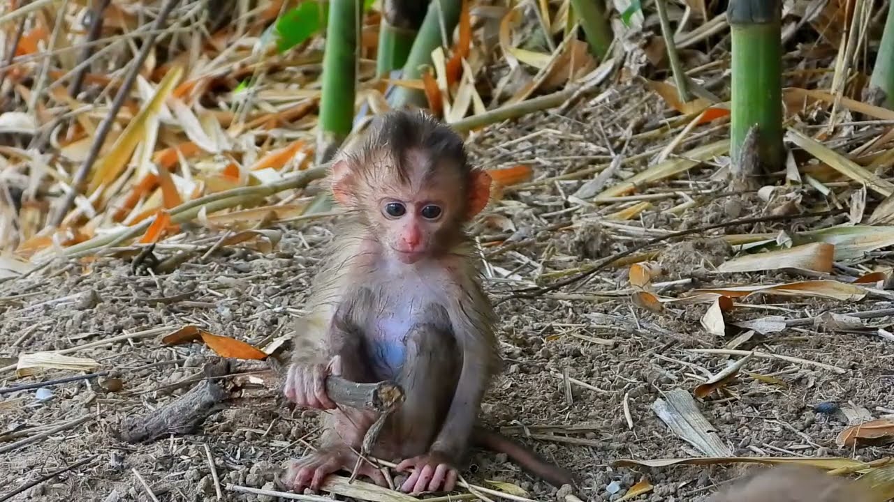 Oh! baby monkey poor  is very hungry for milk, she is sitting and spitting, she is pouring milk