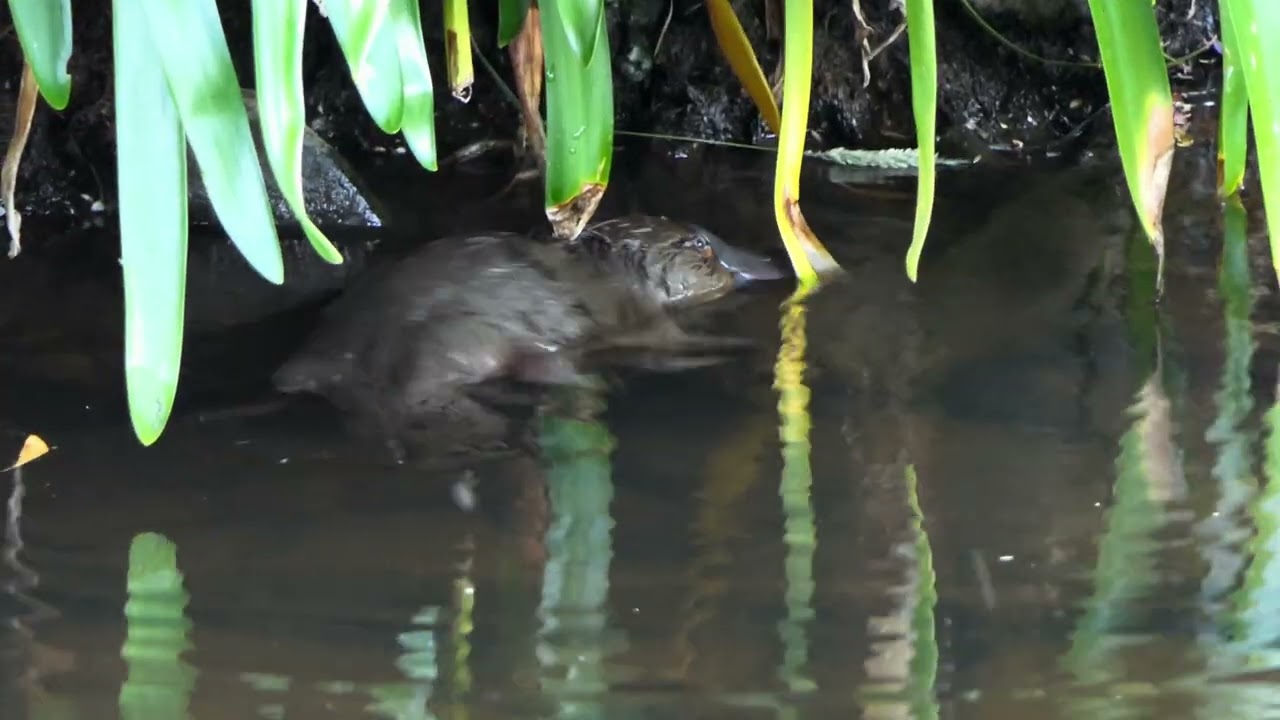 De Platypus (vogelbekdieren) op Tasmanië