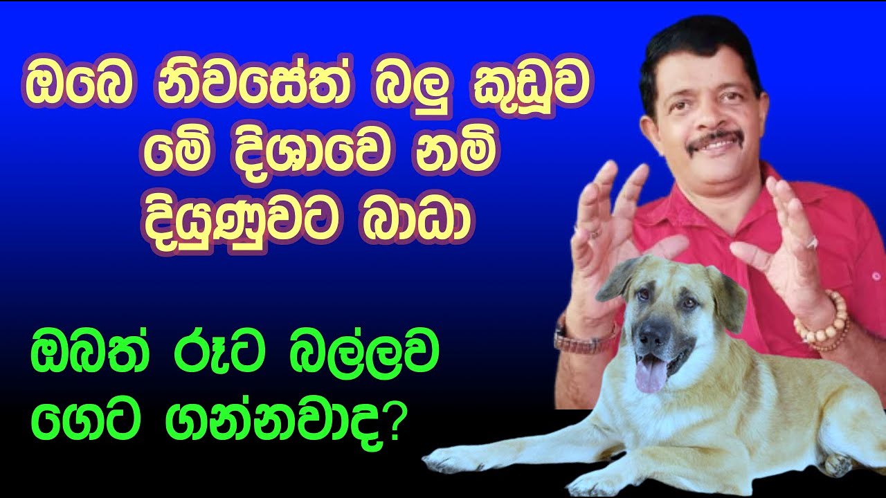 ඔබේ බලු සුරතලා නිදන්නෙත් ඔබේ නිවසෙමද _ Dogs in Sri Lanka YouTube