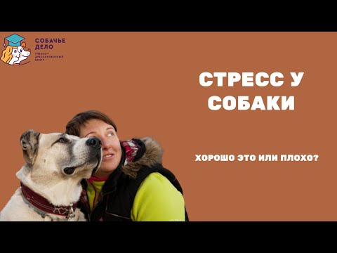 Стресс у собак: хорошо это, плохо или нормально?