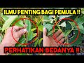 Pemula wajib tau  lakukan ini di awal tanam jangan sampai terlambat  merawat durian dan alpukat