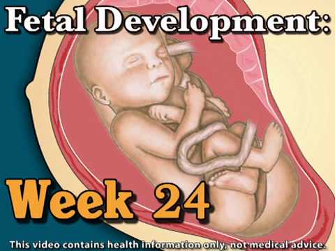 Fetal Development Week 24 (Pregnancy Health Guru)
