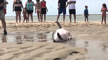 ¿Cuánto tiempo puede permanecer un tiburón fuera del agua antes de morir?