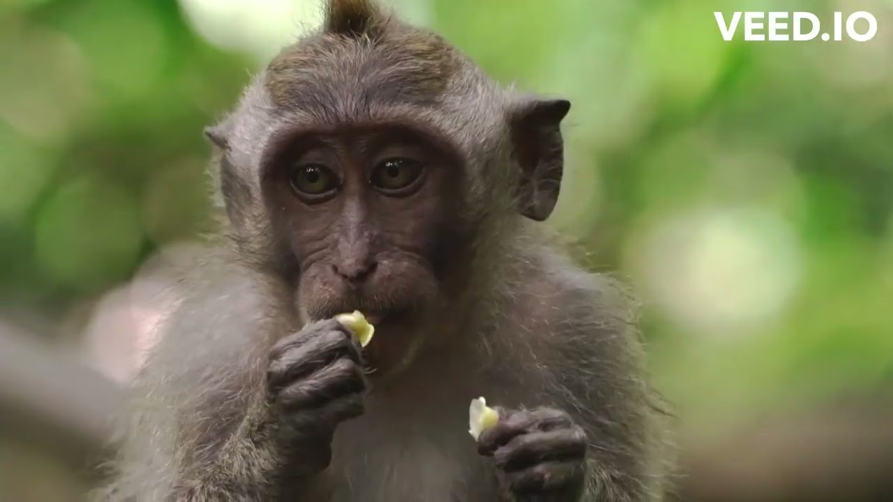 Stars to Sanctuary: Noah's Ark Revealed | Genesis Ch 7