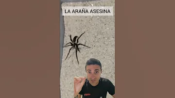 ¿Cuál es la araña más fuerte del mundo?