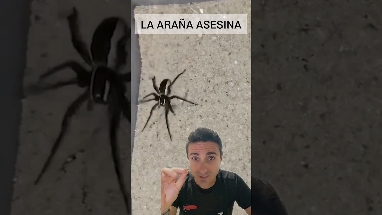 Arca - Araña (Audio)