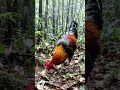 Jungle Chicken - Amazing Animals