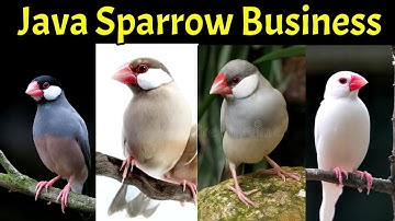White Java Business Plan | Java sparrow feasibility | java bird | Business ideas