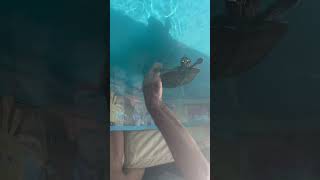 Tortuga acrobatica 🤣 #turtles #shorts #short #love #animals #mascotas #memes #amazing