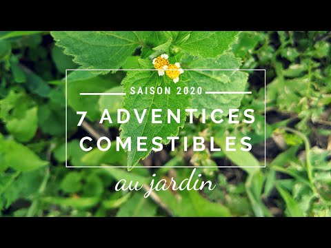 Vidéo: 7 Mauvaises Herbes Saines