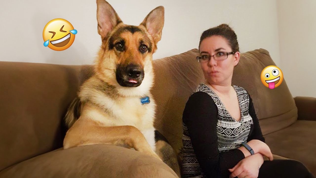 I dare you not to LAUGH at these FUNNY DOGS 😁🦮 - Best Funny Animals Videos 2025 #242