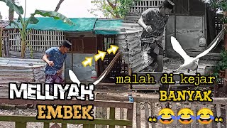 Madura lucu.||.melliyah embek