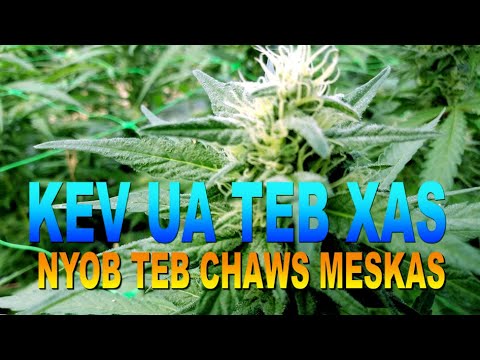 Video: Yuav Ua Li Cas Kev Nyob Hauv Tebchaws Asmeskas