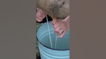 Milking a Cow by Hand – Pure Village Morning 🐄🥛