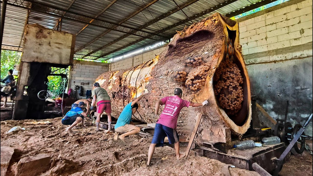 Amazing!! Giant "Alien" Trembesi Wood Arrives at the Sawmill !! You Won ...