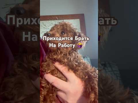 Ну а Что Поделать?!🥰#shorts #viralvideo #shortsfeed #youtube #short #trending #shortsvideo #trend