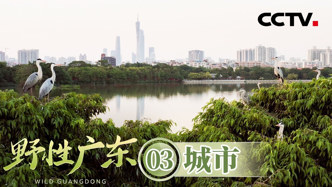 《野性广东》03 城市：镜头深入海珠湿地 探寻广州街坊非常熟悉的鸟类邻居【CCTV纪录】