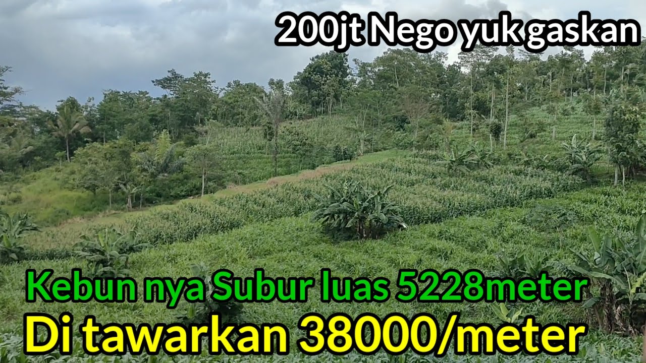 Terjual Murah Banget Permeter nya cuma 38000 Saja Jarang Ada Tanah Semurah ini SHM