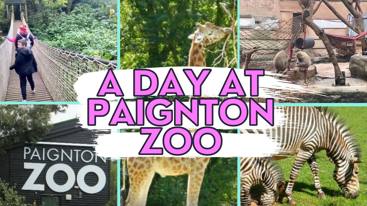 A DAY AT PAIGNTON ZOO DEVON ENGLAND DAYS OUT UK YouTube guess-who-zoo-closing-youtube
