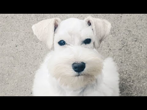 white miniature schnauzer puppies for sale