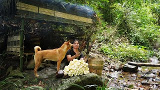 Harvesting Bamboo shoots, Enjoying Barbecue in the Rain: Survival Alone | EP.274