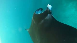 Spotted Manta Ray #snorkeling  #komodo