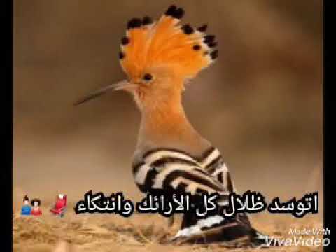 النصري ابو الهدهد