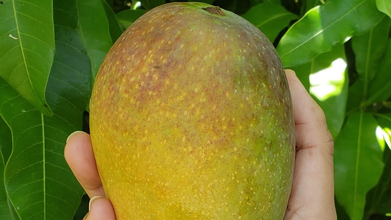 Hawaiian Mango Sweet Mangga YouTube