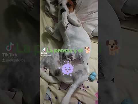 La pereza de