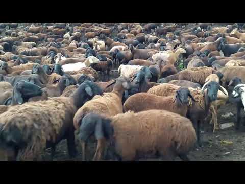 Мол дар Айлоки