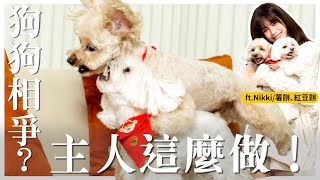 遇到超愛吵架的狗，主人必須這樣做！Ft.Nikki 曾皙羽｜熊爸估狗