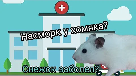 Насморк у хомяка? 🐹 Заболел Снежок‽ Что я делаю?|Вечерняя процедура|