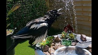 I made a solar fountain for my birds and this baby magpie is loving it! Part 2: baby magpie