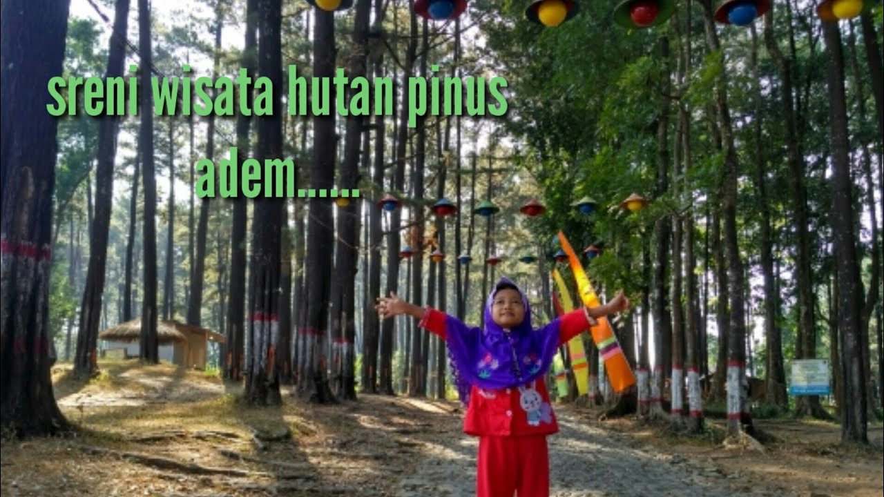 Wisata Alam Pinus Jepara