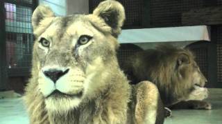 ライオンの瞬き~Blink of Lion