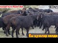 Ёш Қузилар Каштанларидан келди | СУРХОНДАРЁДАН