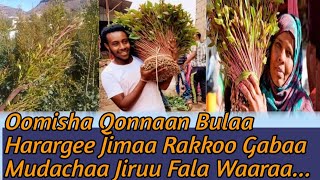 #Oomisha_Qonnaan_Bulaa_Harargee_Jimaa Rakkoo Gabaa Mudachaa Jiru fi #Fala_Waaraa...