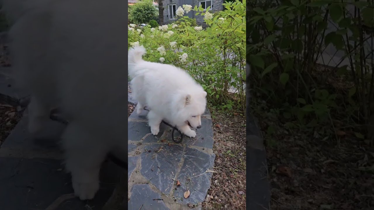 100 20250729 Https Petlife Replit App Dogsofyoutube Samoyed Seniordog
