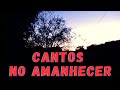 AMANHECER ENCANTADOR COM CANTOS DE PÁSSAROS