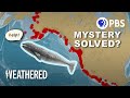 Gray Whales and Their Migration Challenges