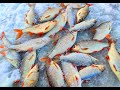 Рыбалка Мечта.👍 Ловля Крупной Плотвы 🐟🐟 на Гирлянду. Ушел с клева. Зимняя рыбалка 2022.