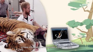 #Minvetacademy THE HEART OF BIG CATS!🐯 Dr. Laurent Locquet， #veterinary #cardiology specialist