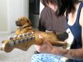 Cute dog knows how to sing the blues! (Billy Sings the Blues)